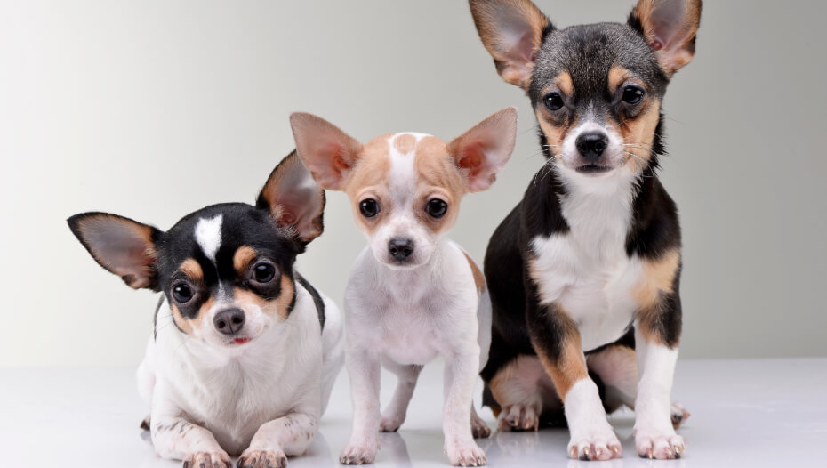 Short haired chihuahua store